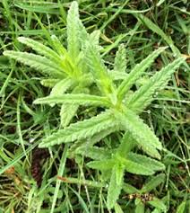 Image result for Rhinacanthus xerophilus