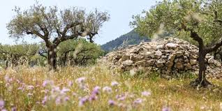 Cooperative La Belgentieroise Moulin A Belgentier Huile D Olive De France