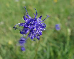 Phyteuma Hemisphaericum Alpine Pflanzen Alpenblumen Pflanzen