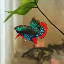 Pin By Neagu Cornel On Peixes Breeding Betta Fish Betta Fish Tank Betta Fish