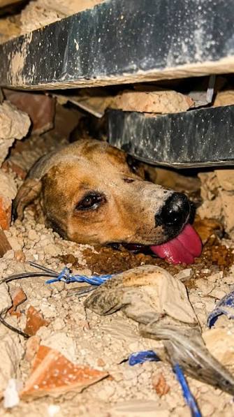 🐶❤️ A MIRACLE AMID THE RUBBLE, After the devastating earthquakes in  Venezuela, rescue teams found a small but powerful symbol of hope., A dog  trapped beneath the collapsed rubble was rescued alive, ...