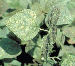 Bean common mosaic virus (bcmv) and bean yellow mosaic virus (bymv) are the primary how to identify mosaic viruses and damage. Bean Mosaic Information How To Treat Mosaic Symptoms Of Beans
