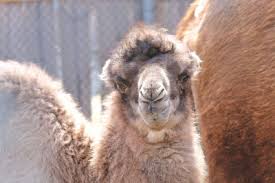 Camels | and more camels. Detroit Zoo Welcomes Baby Camel Born On Hump Day