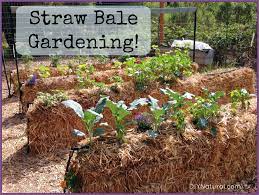 The beds have had plants growing in them for about 7 months and we finally decided to. Straw Bale Gardening An Easy Way To Grow Food