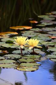 Yellow Lotus Lotus Cicegi Guzel Cicekler Niluferler