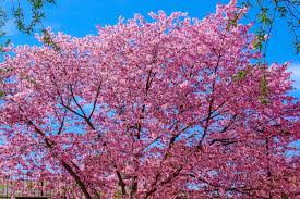 There are many flowering trees that grow in arizona. 15 Flowering Trees To Transform Your Yard Lawnstarter