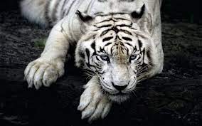 White Tiger Wallpapers 1080p Tiger Wallpaper Pet Tiger White Tiger