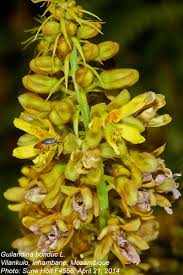 Image result for Guilandina bonduc