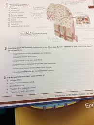 February 20, 2021 a diagram of the anatomy of a bone, showing the compact bone. Solved 1 Label The Following Parts Of Crcnmferental Compa Chegg Com