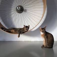 Exercise wheels are becoming a popular way to keep cats active. How To Build A Cat Exercise Wheel Diy Projects For Everyone