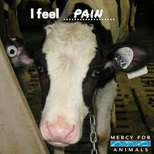 We did not find results for: The Cow Betty Tastycowbetty Twitter