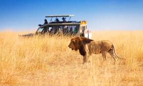 To round things out, we include a list of 17 characters from lion king translated from swahili to english. The Best African Safaris For Every Kind Of Traveller Wanderlust
