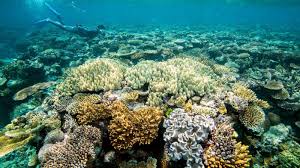 Check spelling or type a new query. Great Barrier Reef Has Deteriorated To Critical Level Due To Climate Change Abc News