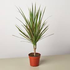 Image result for dracaena