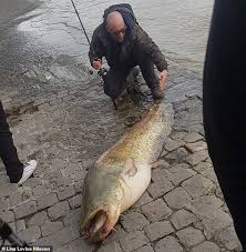 Reports vary although some suggest the fish can grow up to 5 metres in length. Moment Huge Catfish Dubbed The Loch Ness Of La Seine Is Pulled From The Water In Paris City Centre Readsector Female