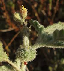 Image result for Chrozophora plicata