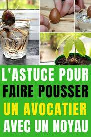 Voici Comment Faire Pousser Un Avocatier A Partir D Un Noyau D Avocat Faire Pousser Un Avocatier Avocatier En Pot Avocatier