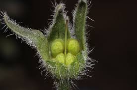 Image result for Boraginaceae