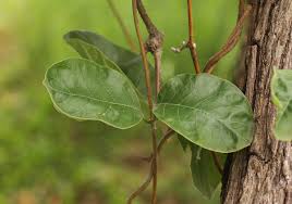 Image result for Fockea multiflora