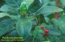 Image result for Psychotria articulata