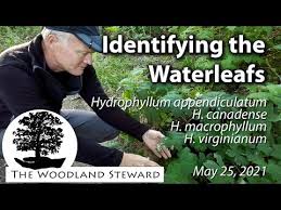 Image result for Hydrothauma manicatum