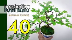 Gambar sketsa bunga hitam putih: Inspirasi Bonsai Putri Malu Mimosa Pudica Terbaik Best Mimosa Sensitive Plant Bonsai Tree Youtube