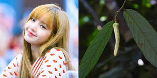 Image result for Friesodielsia