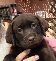 Favorite this post may 23 Pennysaver Akc Chocolate Lab Puppies In San Diego California Usa
