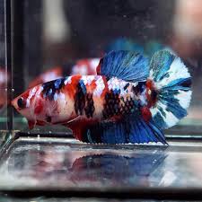 Betta Fish Betta Fish Ideas Bettafish Fishbetta Live Betta Fish Big One Fancy Multi Color Koi Galaxy Halfmoon Pk Female 714 4 Betta Fish Betta Fish