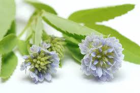 Image result for Trigonella