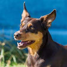 Is A Kelpie Right For Your Family Greencross Vets