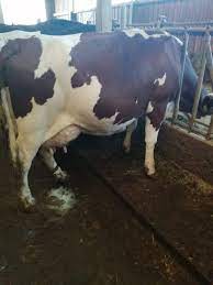 Maybe you would like to learn more about one of these? Vand 2 Vaci Holstein Si 3 Vaci Baltate Romanesti