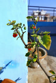 Image result for Solanum campylacanthum 'incanum type'