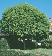 Image result for Ficus laurifolia