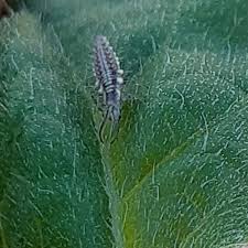 What is growing different crops from season to season for soil nourishment? Integrated Pest Management Model Farm For Sustainable Agriculture