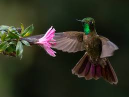 Image result for Tinnea apiculata