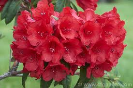 Rhododendron Scarlet King Pine Ilam Alarm Rhododendron Griersonianum One Of The Scarlet King Grex This 2 2 5m High Shrub Rhododendron Flowers Photo