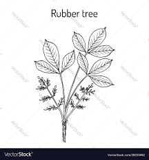 Image result for Hevea brasiliensis