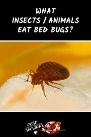 pin on bed bugs