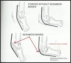 The knee joint is the largest joint in the body and is primarily a hinge joint. Biomechanics Of The Sesamoid Bones Equine Remedial Services