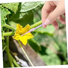 Image result for how to self pollinate cucumbers