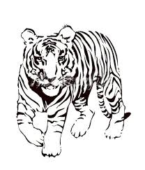 Tiger tiger cub big cat. Tiger Black And White Tiger Face Clip Art Black And White Free Clipart 3 Wikiclipart
