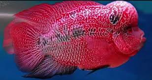 Nizam nababan, budidaya ikan louhan di tengah pandemi. 5 Jenis Ikan Louhan Tercantik Di Dunia Saking Cantiknya Ada Yang Laku Rp8 8 Miliar Portal Jember