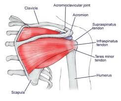 Gray's anatomy, the anatomical basis of clinical practice. Shoulder Anatomy Best Orthopaedic Doctor For Shoulder Problems Bangalore