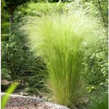 stipa tenuissima ponytails rand border tuin grassen tuin tuin gras