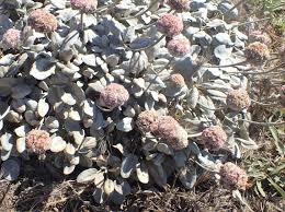 Image result for Eriosema robinsonii