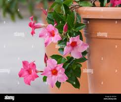 Image result for dipladenie amonea