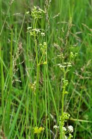 Image result for Apium graveolens
