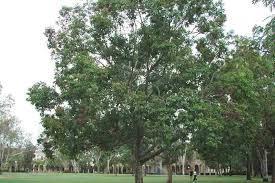 Image result for Brachystegia torrei