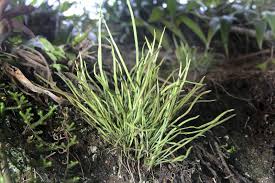 Image result for Pteridaceae